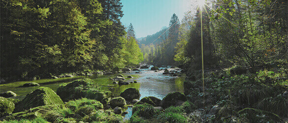 gran río que atraviesa un bosque en un día soleado